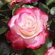 Rose 'Blumenstadt Tulln': Bild 7/16