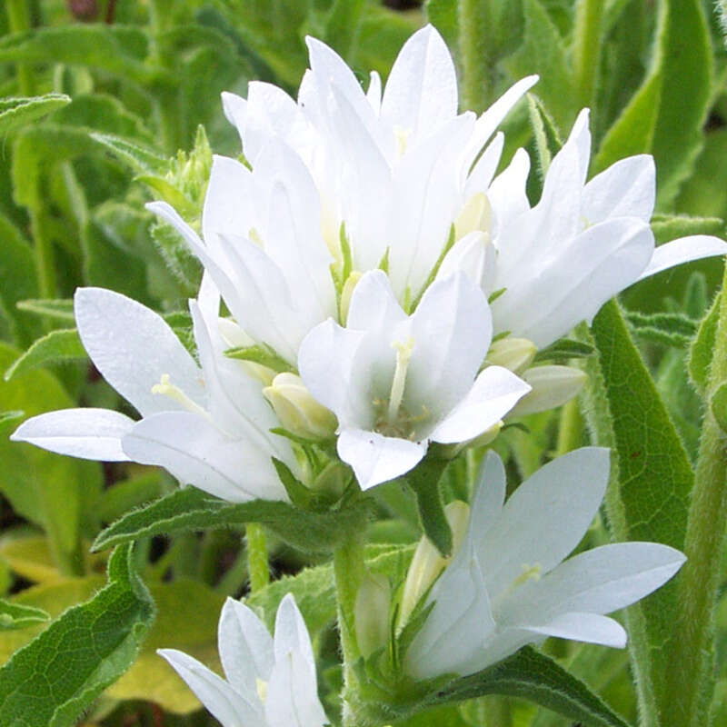 Campanula Glomerata 'Alba' – Weiße Knäuel-Glockenblume, Winterhart & Bienenfreundlich, Im 9-cm-Topf