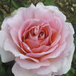 Rose 'East Park': Bild 4/4