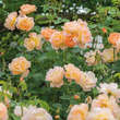 Rose 'The Lark Ascending': Bild 3/11