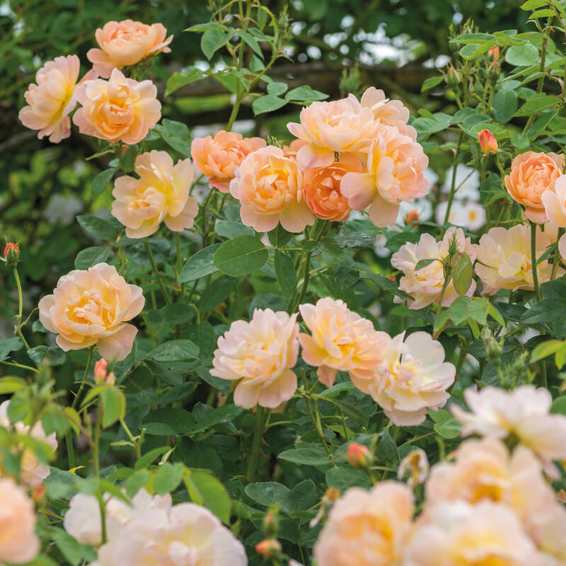 Englische Strauchrose - Rose 'The Lark Ascending' - lachs