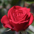 Rose 'Kardinal König': Bild 2/4