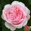 Rose 'Geoff Hamilton': Bild 3/8