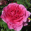 Rose 'England's Rose': Bild 2/3