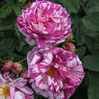 Rose 'Tricolore de Flandre' (gall.): Bild 2/4