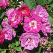 Rose 'Perennial Blue': Bild 3/6