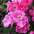 Rose 'Pink Knock Out': Bild 5/8