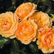 Rose 'Amber Queen': Bild 2/4