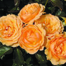 Rose 'Amber Queen' - Englische Beetrose