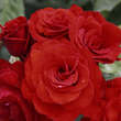 Rose 'Chorus': Bild 3/4