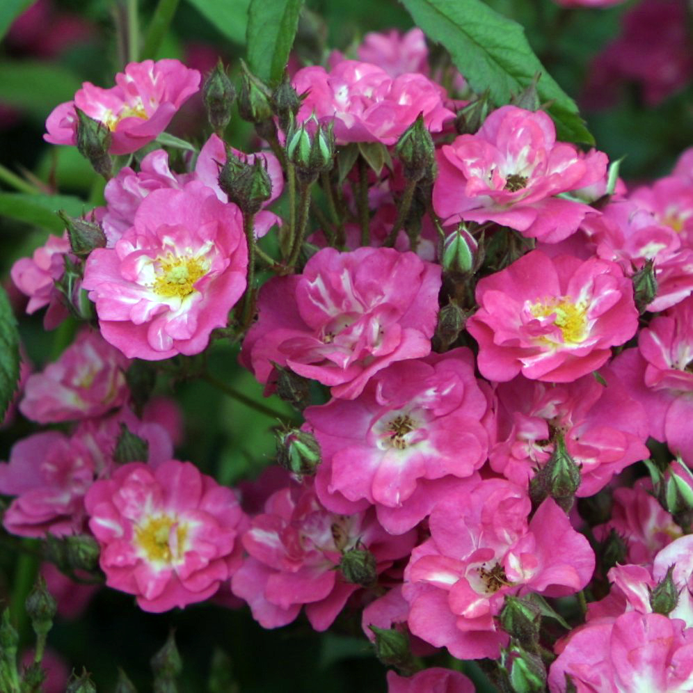 Historische Strauchrose Rose 'Robin Hood' rosa