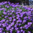 Aubrieta 'Royal Blue': Bild 1/2