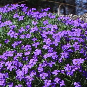 Aubrieta 'Royal Blue'