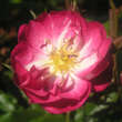 Rose 'Kiftsgate Violett': Bild 7/8