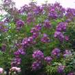 Rose 'Veilchenblau' (multiflora): Bild 10/11