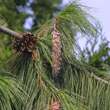 Pinus schwerinii: Bild 5/8