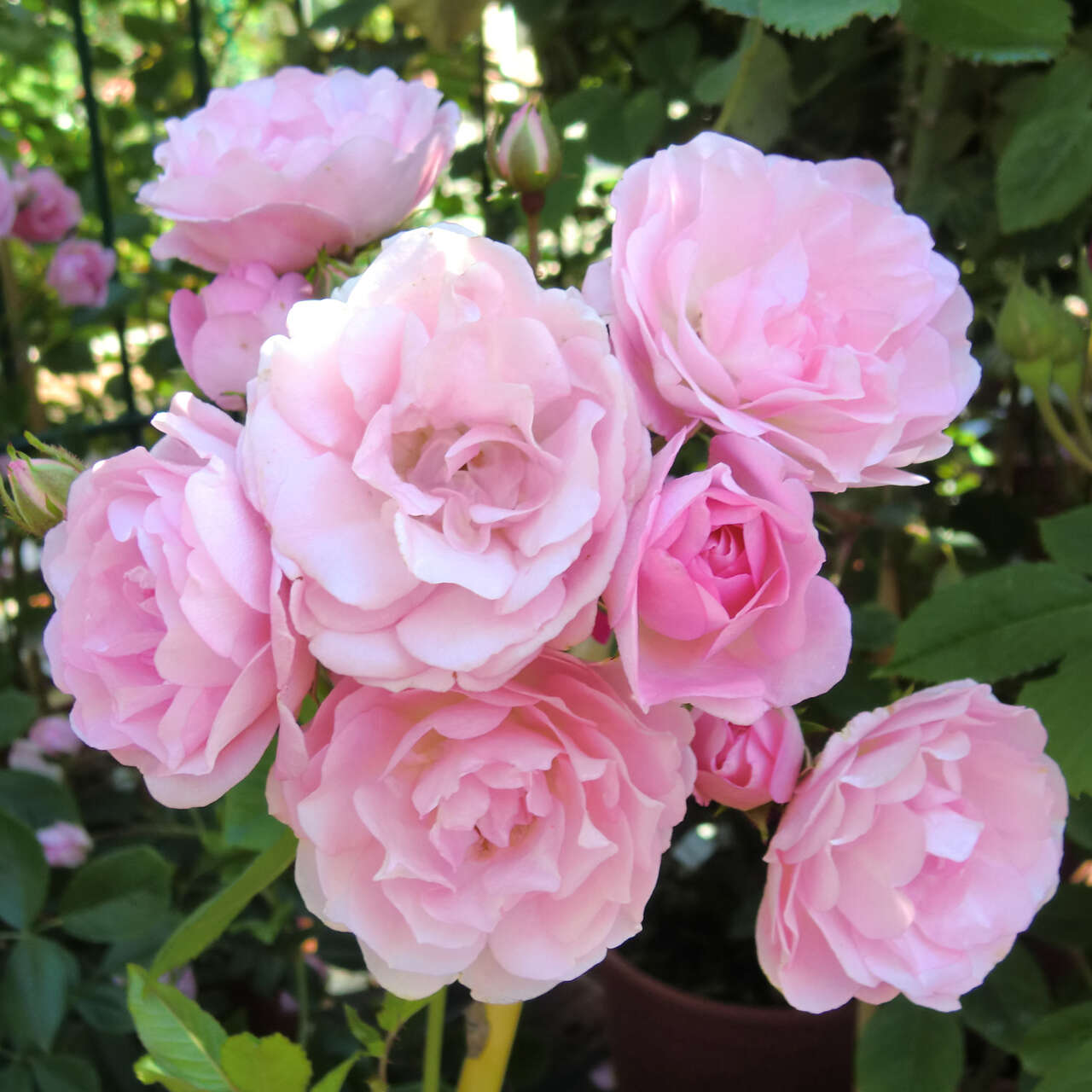 Rose Frau Eva Schubert