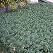 Hypericum calycinum: Bild 3/7