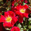 Rose 'Red Meidiland': Bild 4/4