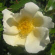 Rose 'Jersey Beauty': Bild 2/3