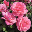 Rose 'Sweet Perfumella': Bild 3/3