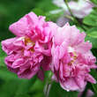 Rose 'Quatre Saisons': Bild 4/5