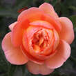 Rose 'Pat Austin': Bild 4/9