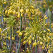 Allium flavum: Bild 3/3