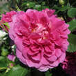 Rose 'Princess Anne': Bild 4/5