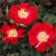 Rose 'Red Meidiland': Bild 3/4