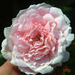 Rose 'Wisley 2008': Bild 2/2