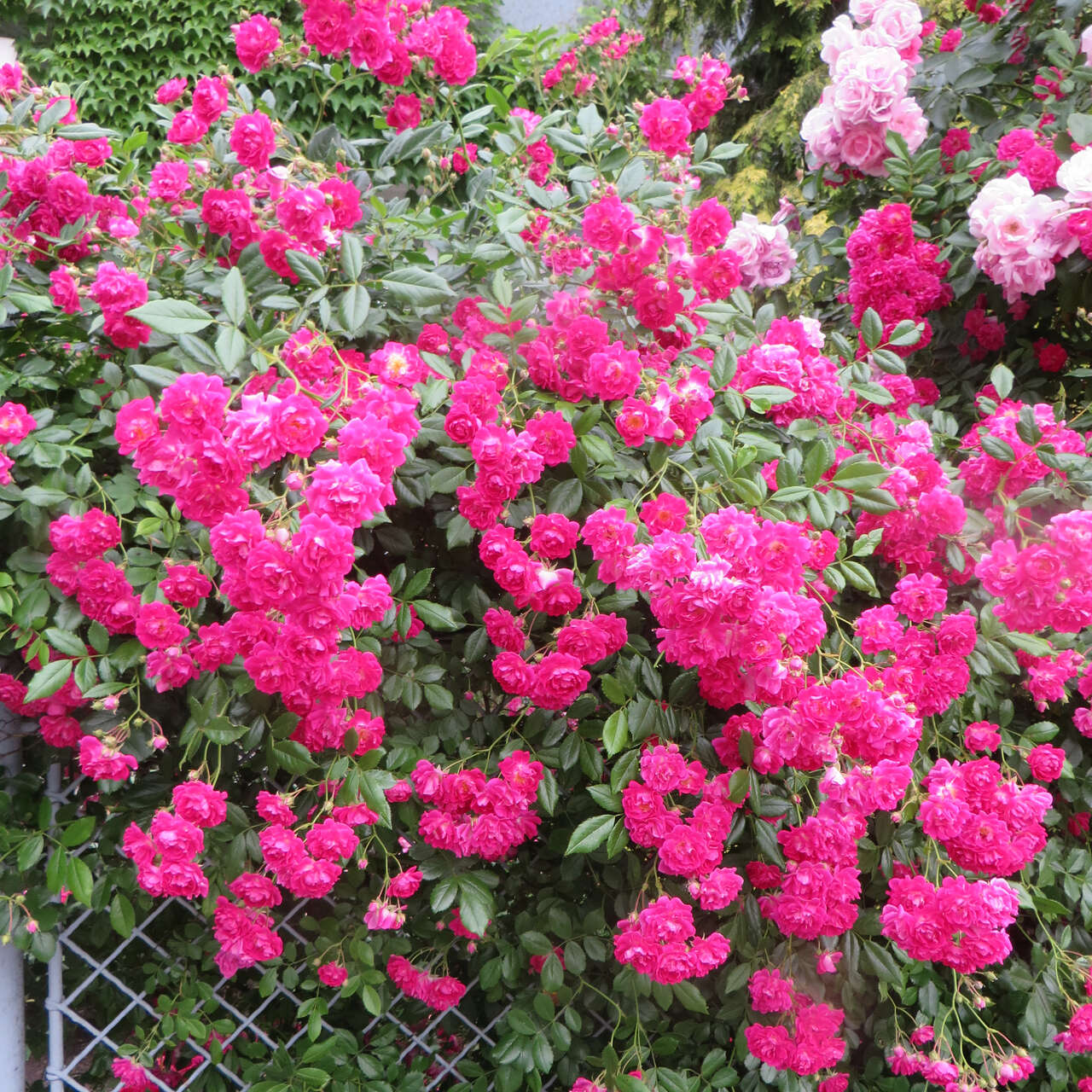 Moderne Kletterrose - Rose 'Super Excelsa' - rosa