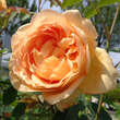 Rose 'Lady of Shalott': Bild 4/4
