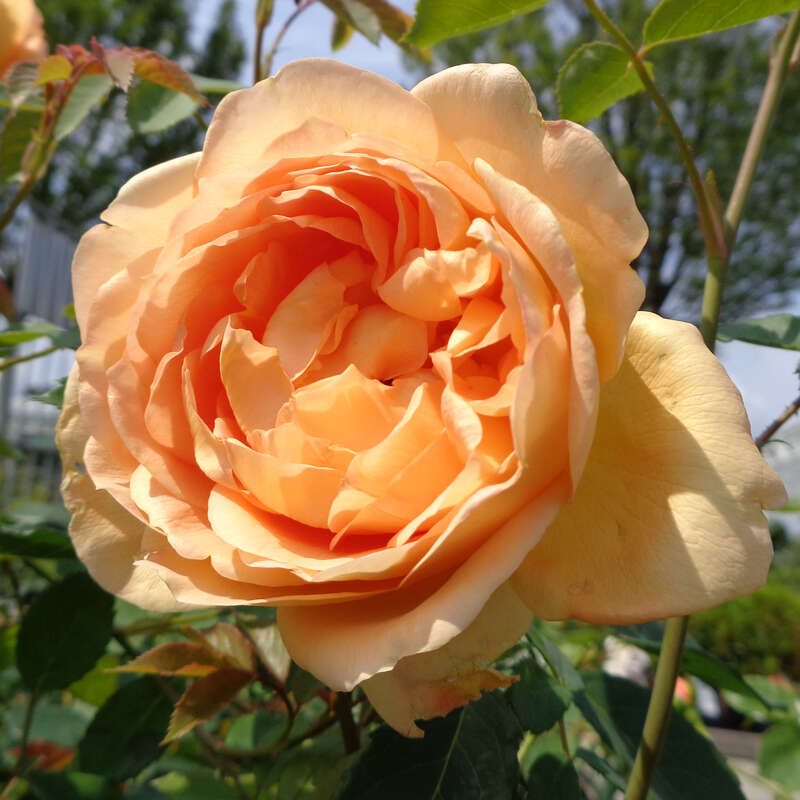 Englische Strauchrose Rose Lady Of Shalott Orange