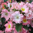 Rose 'Oleanderrose': Bild 5/7