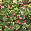 Houttuynia cordata 'Chameleon' - Gelbbunter Molchschwanz