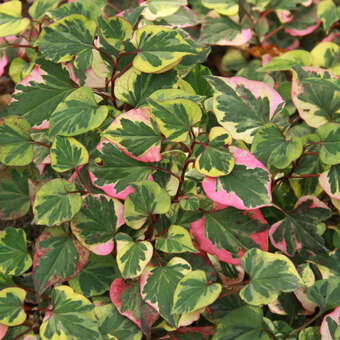 Houttuynia cordata 'Chameleon'