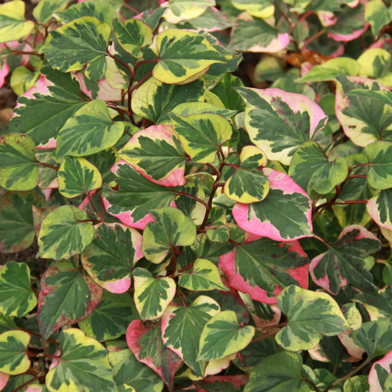 Gelbbunter Molchschwanz Houttuynia cordata 'Chameleon' weiß