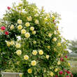 Rose 'Golden Gate': Bild 7/7