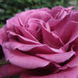 Rose 'Lavender Perfumella': Bild 4/5