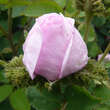 Rose 'Chapeau de Napoleon' (centif): Bild 3/3