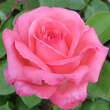 Rose 'Pink Panther': Bild 4/5