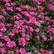 Rose 'Pink Knock Out': Bild 6/7