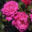 Rose 'Caprice de Meilland': Bild 2/3