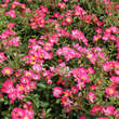 Rose 'Pink Compact Meidiland': Bild 4/4