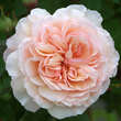 Rose 'A Shropshire Lad': Bild 3/4