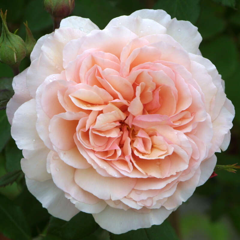 Englische Kletterrose Rose A Shropshire Lad Lachs