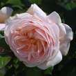 Rose 'A Shropshire Lad': Bild 2/4