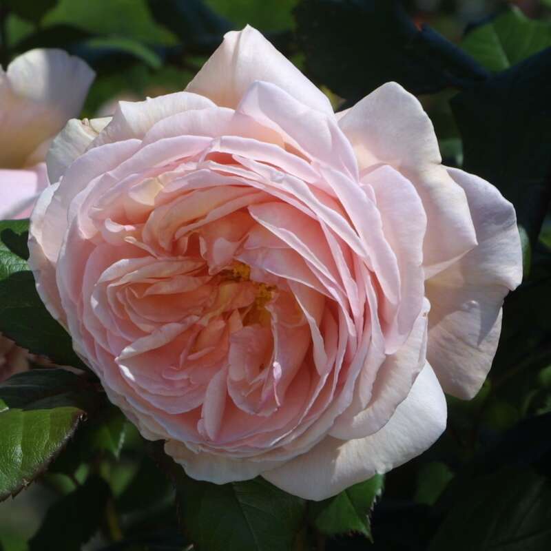 Englische Kletterrose Rose A Shropshire Lad Lachs