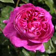 Rose 'Young Lycidas': Bild 3/3